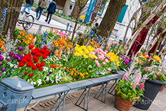 春の日本大通り,横浜,神奈川,flower,spring,tulip,花壇,花畑,日本大通り,春,通り,歩道,チューリップ