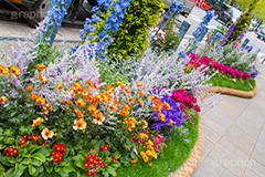 春の日本大通り,横浜,神奈川,flower,spring,花壇,日本大通り,春,通り,歩道