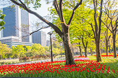 春の日比谷公園,日比谷公園,チューリップ,春,千代田区,日比谷,公園,japan,spring,tulip,flower,満開,花,お花,フラワー,花壇,都立公園,霞が関,有楽町