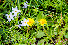 野に咲くタンポポ,たんぽぽ,タンポポ,野原,花,お花,フラワー,flower,spring,野花,雑草,春,キク科,多年草,フヂナ,タナ