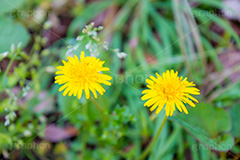 野に咲くタンポポ,たんぽぽ,タンポポ,野原,花,お花,フラワー,flower,spring,野花,雑草,春,キク科,多年草,フヂナ,タナ