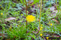 野に咲くタンポポ,たんぽぽ,タンポポ,野原,花,お花,フラワー,flower,spring,野花,雑草,春,キク科,多年草,フヂナ,タナ