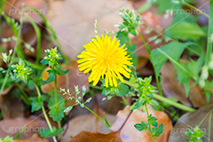 野に咲くタンポポ,たんぽぽ,タンポポ,野原,花,お花,フラワー,flower,spring,野花,雑草,春,キク科,多年草,フヂナ,タナ