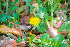 野に咲くタンポポ,たんぽぽ,タンポポ,野原,花,お花,フラワー,flower,spring,野花,雑草,春,キク科,多年草,フヂナ,タナ