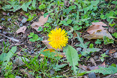 野に咲くタンポポ,たんぽぽ,タンポポ,野原,花,お花,フラワー,flower,spring,野花,雑草,春,キク科,多年草,フヂナ,タナ