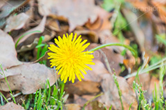 野に咲くタンポポ,たんぽぽ,タンポポ,野原,花,お花,フラワー,flower,spring,野花,雑草,春,キク科,多年草,フヂナ,タナ