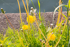 野に咲くタンポポ,たんぽぽ,タンポポ,野原,花,お花,フラワー,flower,spring,野花,雑草,春,キク科,多年草,フヂナ,タナ