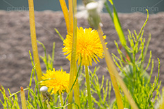 野に咲くタンポポ,たんぽぽ,タンポポ,野原,花,お花,フラワー,flower,spring,野花,雑草,春,キク科,多年草,フヂナ,タナ