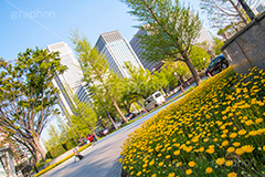 春の和田倉噴水公園,春,花,お花,フラワー,和田倉噴水公園,大手町,公園,噴水,天皇,ご成婚,記念,大噴水,flower,spring,落水施設