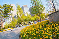 春の和田倉噴水公園,春,花,お花,フラワー,和田倉噴水公園,大手町,公園,噴水,天皇,ご成婚,記念,大噴水,flower,spring,落水施設