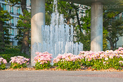 春の和田倉噴水公園,春,花,お花,フラワー,和田倉噴水公園,大手町,公園,噴水,天皇,ご成婚,記念,大噴水,flower,spring,落水施設