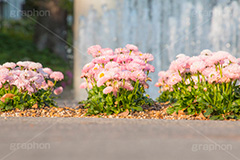 春の和田倉噴水公園,春,花,お花,フラワー,和田倉噴水公園,大手町,公園,噴水,天皇,ご成婚,記念,大噴水,flower,spring,落水施設