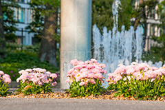 春の和田倉噴水公園,春,花,お花,フラワー,和田倉噴水公園,大手町,公園,噴水,天皇,ご成婚,記念,大噴水,flower,spring,落水施設