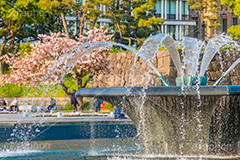 春の和田倉噴水公園,春,牡丹桜,遅咲き,花,お花,フラワー,和田倉噴水公園,大手町,公園,噴水,天皇,ご成婚,記念,大噴水,flower,spring,monument,モニュメント,落水施設