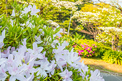 春の日比谷公園,ツツジ,ツツジ科,ツツジ属,花,お花,フラワー,はな,flower,spring,咲,花弁,日比谷公園,春,千代田区,日比谷,公園,都立公園,霞が関,有楽町