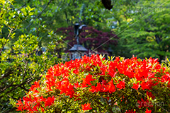 春の日比谷公園,ツツジ,ツツジ科,ツツジ属,花,お花,フラワー,はな,flower,spring,咲,花弁,日比谷公園,春,千代田区,日比谷,公園,都立公園,霞が関,有楽町,池,噴水