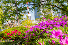 春の日比谷公園,ツツジ,ツツジ科,ツツジ属,花,お花,フラワー,はな,flower,spring,咲,花弁,日比谷公園,春,千代田区,日比谷,公園,都立公園,霞が関,有楽町