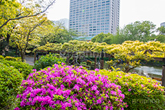 春の日比谷公園,ツツジ,ツツジ科,ツツジ属,花,お花,フラワー,はな,flower,spring,咲,花弁,日比谷公園,春,千代田区,日比谷,公園,都立公園,霞が関,有楽町,池