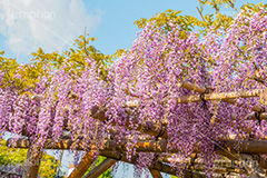 亀戸天神社の藤まつり,藤まつり,藤の花,藤,ふじ,藤棚,藤だな,ふじ棚,紫,春,花,お花,フラワー,亀戸天満神,亀戸天神,亀戸天満宮,東宰府天満宮,神社,参拝,江東区,亀戸,天満宮,菅原道真,学問,天満大自在天神,天菩日命,flower,japan