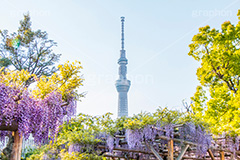 亀戸天神社の藤まつり,藤まつり,藤の花,藤,ふじ,藤棚,藤だな,ふじ棚,紫,春,花,お花,フラワー,亀戸天満神,亀戸天神,亀戸天満宮,東宰府天満宮,神社,参拝,江東区,亀戸,天満宮,菅原道真,学問,天満大自在天神,天菩日命,flower,japan