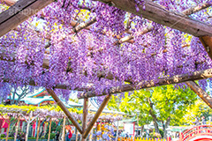 亀戸天神社の藤まつり,藤まつり,藤の花,藤,ふじ,藤棚,藤だな,ふじ棚,紫,春,花,お花,フラワー,亀戸天満神,亀戸天神,亀戸天満宮,東宰府天満宮,神社,参拝,江東区,亀戸,天満宮,菅原道真,学問,天満大自在天神,天菩日命,flower,japan