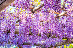 亀戸天神社の藤まつり,藤まつり,藤の花,藤,ふじ,藤棚,藤だな,ふじ棚,紫,春,花,お花,フラワー,亀戸天満神,亀戸天神,亀戸天満宮,東宰府天満宮,神社,参拝,江東区,亀戸,天満宮,菅原道真,学問,天満大自在天神,天菩日命,flower,japan