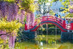 亀戸天神社の藤まつり,藤まつり,藤の花,藤,ふじ,藤棚,藤だな,ふじ棚,紫,春,花,お花,フラワー,亀戸天満神,亀戸天神,亀戸天満宮,東宰府天満宮,神社,参拝,江東区,亀戸,天満宮,菅原道真,学問,天満大自在天神,天菩日命,flower,japan