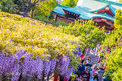 亀戸天神社の藤まつり,藤まつり,藤の花,藤,ふじ,藤棚,藤だな,ふじ棚,紫,春,花,お花,フラワー,亀戸天満神,亀戸天神,亀戸天満宮,東宰府天満宮,神社,参拝,江東区,亀戸,天満宮,菅原道真,学問,天満大自在天神,天菩日命,flower,japan