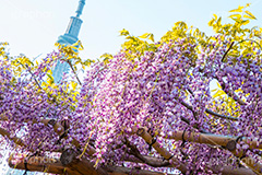 亀戸天神社の藤まつり,藤まつり,藤の花,藤,ふじ,藤棚,藤だな,ふじ棚,紫,春,花,お花,フラワー,亀戸天満神,亀戸天神,亀戸天満宮,東宰府天満宮,神社,参拝,江東区,亀戸,天満宮,菅原道真,学問,天満大自在天神,天菩日命,flower,japan