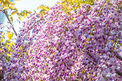 亀戸天神社の藤まつり,藤まつり,藤の花,藤,ふじ,藤棚,藤だな,ふじ棚,紫,春,花,お花,フラワー,亀戸天満神,亀戸天神,亀戸天満宮,東宰府天満宮,神社,参拝,江東区,亀戸,天満宮,菅原道真,学問,天満大自在天神,天菩日命,flower,japan