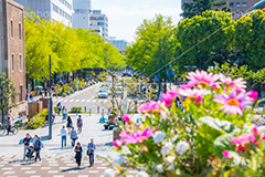 春の日本大通り,横浜,神奈川,flower,spring,tulip,花壇,花畑,日本大通り,春,通り,歩道