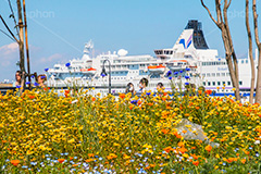 春の横浜港,横浜港,港,横浜,よこはま,ヨコハマ,神奈川,海辺,公園,park,sea,flower,みなとみらい,花畑,花壇,お花,花,フラワー,ベイサイド