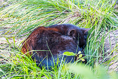 草むらで寝る黒猫,黒猫,草むら,雑草,寝る,野良猫,のら,野良,ねこ,猫,ネコ,cat