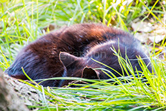 草むらで寝る黒猫,黒猫,草むら,雑草,寝る,野良猫,のら,野良,ねこ,猫,ネコ,cat