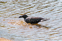 水浴びをするカラス,水浴び,カラス,からす,烏,鴉,鵶,雅,野鳥,真っ黒,黒い鳥