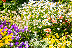 春の花壇,花壇,花畑,花,お花,フラワー,はな,flower,spring,咲,春,花弁,綺麗,きれい,キレイ