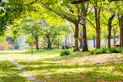 夢の島公園,公園,夢の島,人工島,東京湾,江東区,埋立地,埋め立て,park,自然,散歩,新木場