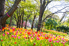 春の夢の島公園,春,チューリップ,夢の島公園,公園,夢の島,人工島,東京湾,江東区,埋立地,埋め立て,park,tulip,flower,spring,花,お花,フラワー,自然,散歩,新木場