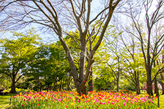 春の夢の島公園,春,チューリップ,夢の島公園,公園,夢の島,人工島,東京湾,江東区,埋立地,埋め立て,park,tulip,flower,spring,花,お花,フラワー,自然,散歩,新木場