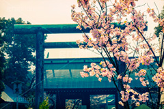 靖国神社の桜,トイカメラ撮影,トイカメラ,ヴィンテージ,ビンテージ,レトロ,お洒落,おしゃれ,オシャレ,味わい,トンネル効果