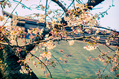 靖国神社の桜,トイカメラ撮影,トイカメラ,ヴィンテージ,ビンテージ,レトロ,お洒落,おしゃれ,オシャレ,味わい,トンネル効果