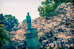 九段下の桜,トイカメラ撮影,トイカメラ,ヴィンテージ,ビンテージ,レトロ,お洒落,おしゃれ,オシャレ,味わい,トンネル効果