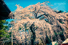 増上寺の枝垂桜,トイカメラ撮影,トイカメラ,ヴィンテージ,ビンテージ,レトロ,お洒落,おしゃれ,オシャレ,味わい,トンネル効果