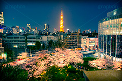 毛利庭園の桜,トイカメラ撮影,トイカメラ,ヴィンテージ,ビンテージ,レトロ,お洒落,おしゃれ,オシャレ,味わい,トンネル効果