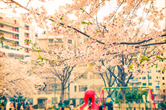 恵比寿タコ公園の桜,トイカメラ撮影,トイカメラ,ヴィンテージ,ビンテージ,レトロ,お洒落,おしゃれ,オシャレ,味わい,トンネル効果