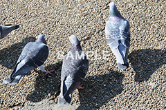 鳥,鳩,はと,ハト,公園,餌,散歩,野鳥,パーク,park