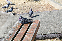 鳥,鳩,はと,ハト,公園,餌,散歩,野鳥,パーク,park