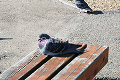 鳥,鳩,はと,ハト,公園,餌,散歩,野鳥,パーク,park