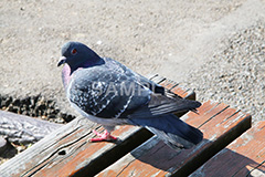 鳥,鳩,はと,ハト,公園,餌,散歩,野鳥,パーク,park