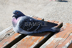 鳥,鳩,はと,ハト,公園,餌,散歩,野鳥,パーク,park